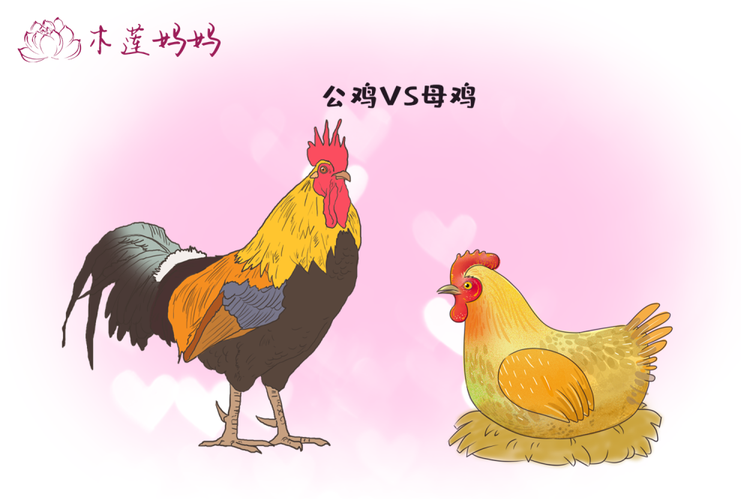 坐月子吃鸡学问多产妇喝汤有大区别公鸡or母鸡不一样