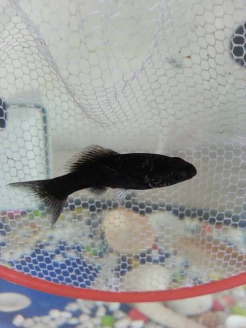 请大神帮忙看看这是什么鱼,公的还是母的…谢谢啊!