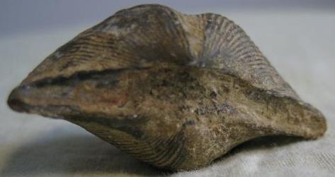 如何鉴定贝壳化石的真伪