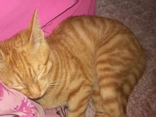 虎猫一个半月大!