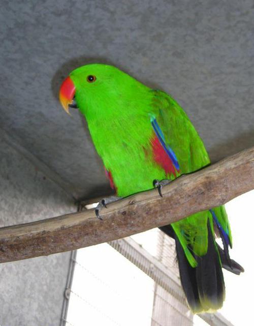 弗斯马瑞折衷鹦鹉