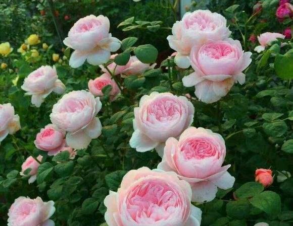 月季花界的女神瑞典女王又美又仙四季花开你值得拥有