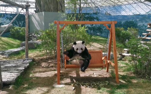 大熊猫七喜汽水宝宝喜大爷悠闲自在荡秋千吃笋笋