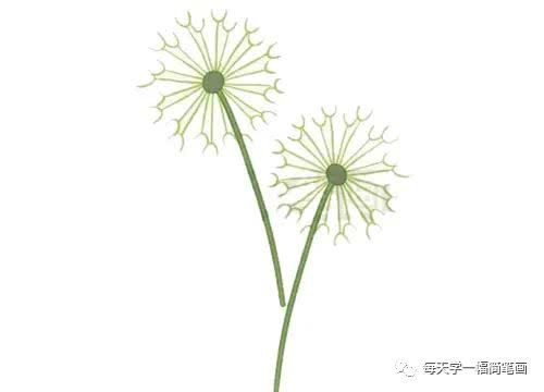 每天学一幅简笔画-蒲公英简笔画大全