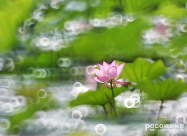 荷花摄影:用折返镜头拍摄荷花——虚实相衬如梦如幻