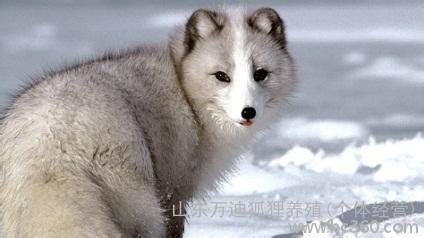 狐狸养殖年赚百万蓝狐多少钱一只商品大图