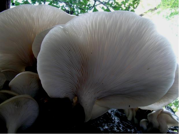 【加工】食用部位为平菇的子实体.