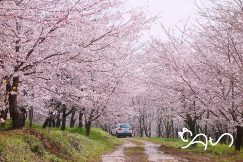 驱车700多公里,专程只为贵州平坝农场这万亩樱花而来