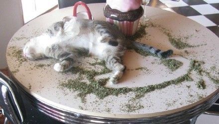 猫咪吃"猫薄荷"表情大合集 卖萌超可爱