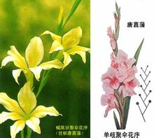 单歧聚伞花序