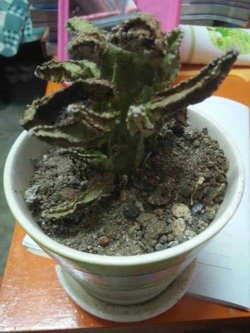   分享到:  13 分钟前  提问者采纳  热心网友 是不是根部腐烂