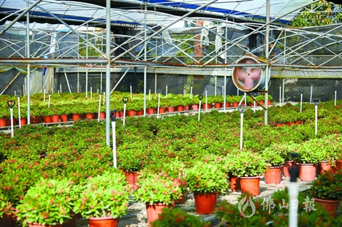 位于石洲村的旺林园艺种植有成片的花卉.