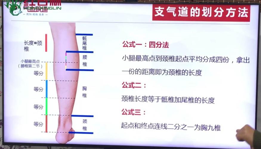 小腿全息疗法原理(二)主气道和支气道的划分主气道是人体背部颈椎到尾
