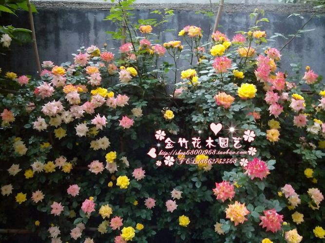 庭院开花花卉攀援爬藤藤本月季蔷薇藤彩虹多花丰花月季植物花苗_7折
