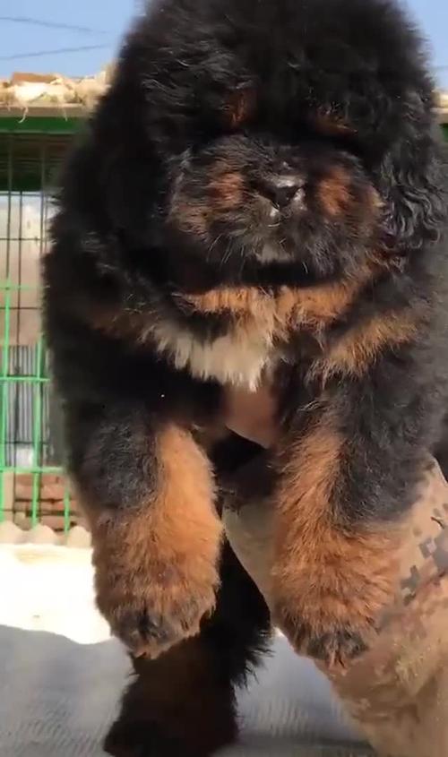 来看看50天的藏獒小狗狗长什么样小狗狗就是萌哦