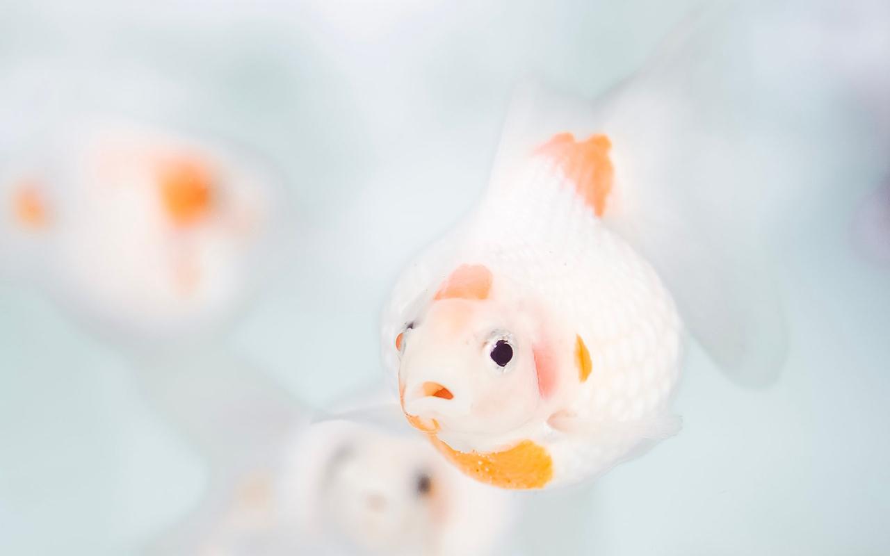 清爽干净白色小清新电脑桌面壁纸,风格壁纸,养眼,唯美,小清新,简约