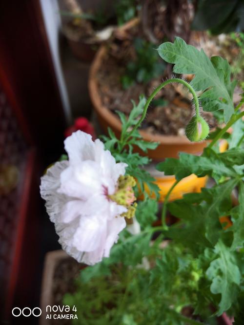 阳台上菊叶天竺葵花开