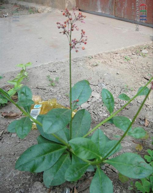 土人参介绍