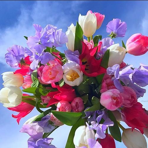 下载微信头像花朵图片