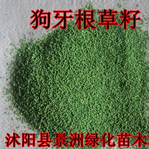 狗牙根天堂草