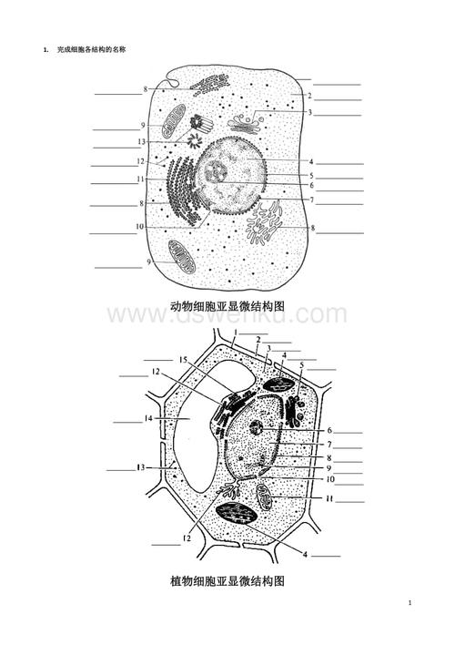 高中生物动植物细胞模式图及细胞结构的比较.doc