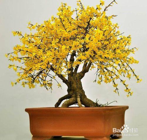 迎春花盆景如何养护?
