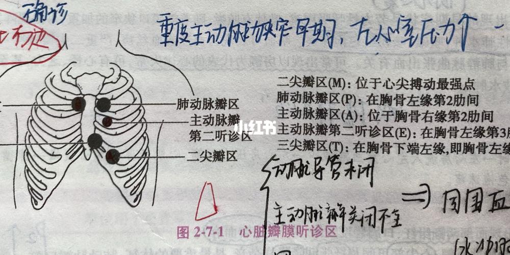 心脏瓣膜听诊区_护考_教育