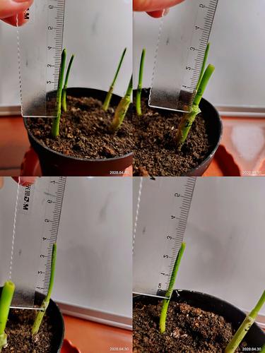 小葱的成长记录