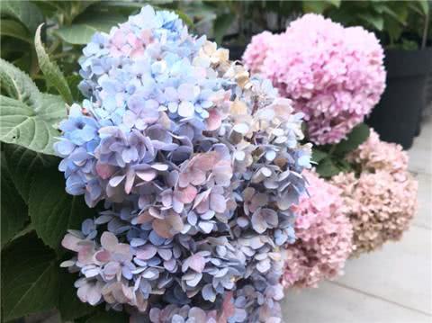 养绣球花1个小技巧年年开花花朵成团挤爆盆