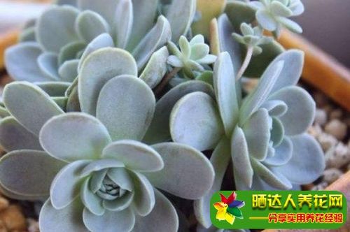 鲁氏石莲花开花会死吗