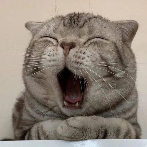 收割招财萌猫头像好运气100000000000