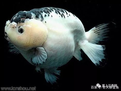 盘点那些最牛逼的金鱼品种100个(下)都见过的就算是