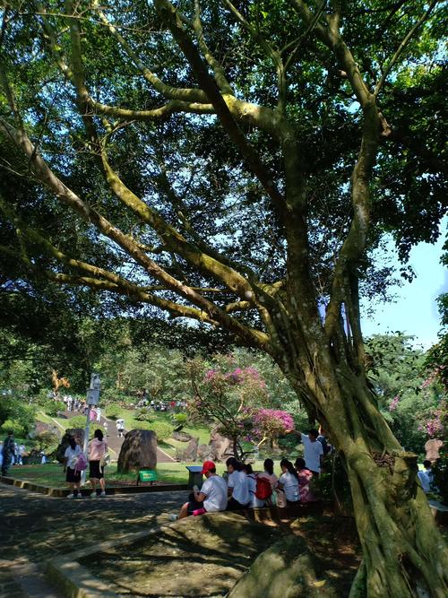 树下乘凉…就是舒心凉爽