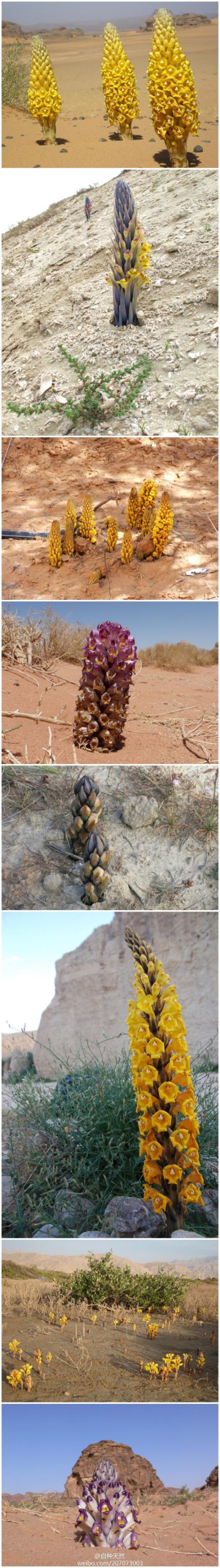身为没有叶绿素的全寄生植物,它的寄主梭梭,红柳被当做柴火,遭大肆