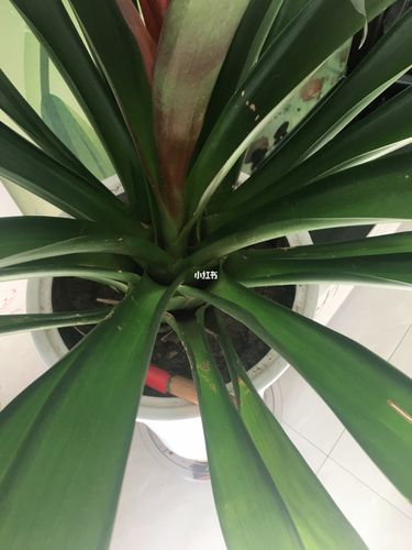 鸿运当头叶子卷怎么办?_家装_家居_家居装饰_家居家装