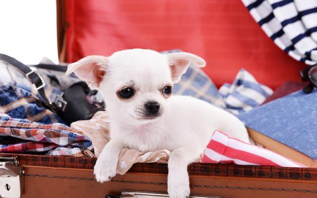 最适合城市养的8种小型犬,不掉毛无异味,不拆家!