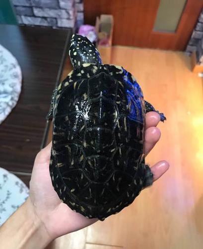 家养斑点池水龟   