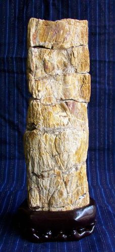 承载一亿多年的新疆木化石