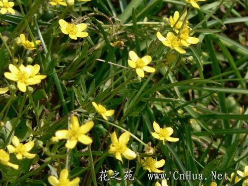 小毛茛(2)