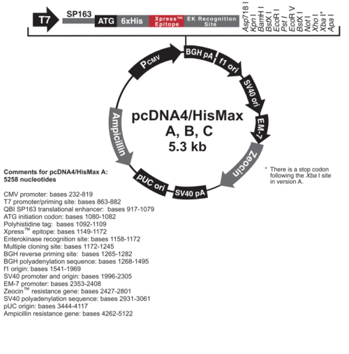 pcdna4/hismax a, b, & c 质粒图谱