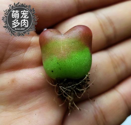 毛汉尼母本萌宠哈尼马哈尼一拍一物红毛绿毛红宝石多肉植物