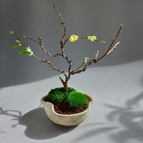 日本植物∣土佐水木 赏花赏叶芽