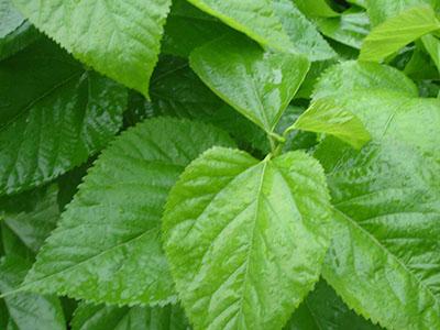 11 人 赞同了该文章 1,抑菌,抗炎作用   桑叶汁对大多数革兰氏阳性菌