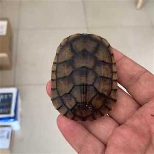 南石龟小龟乌 越南石龟发色粮龟c南石龟苗种  宠物龟 招财镇宅风j