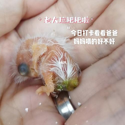 牡丹鹦鹉宝宝薄荷小鸟成长历程_鹦鹉_牡丹_手养牡丹鹦鹉_宠物_宠物