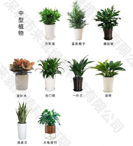 办公室绿植花卉租摆注意事项