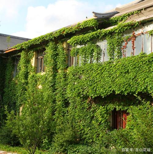 园林藤本树种爬山虎育苗新技术