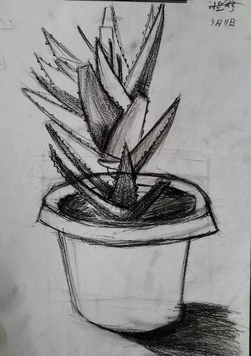 素描练习植物写生