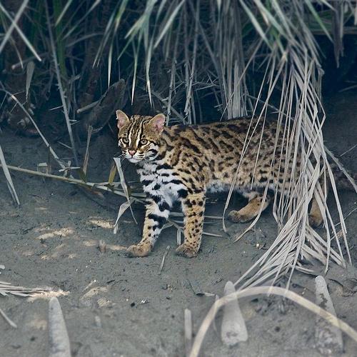 根据《联合新闻网》,濒临绝种的石虎在台湾的最大栖地苗栗县今又接
