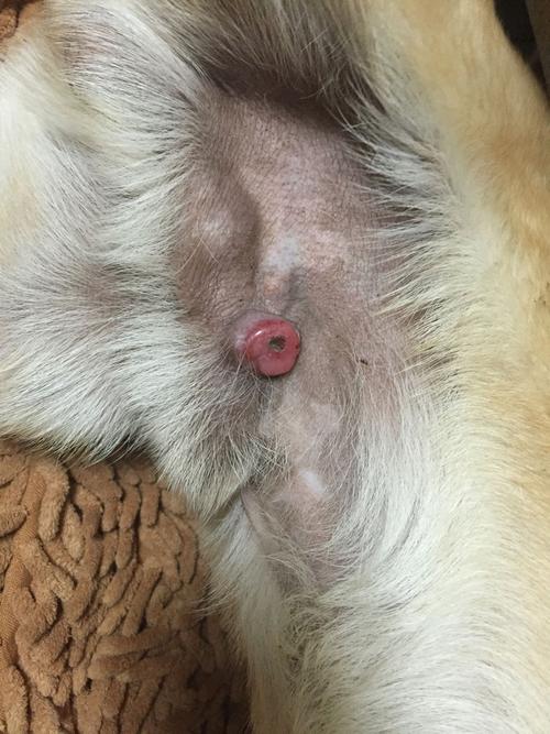 狗狗生殖器上长了个很硬红色的肉瘤.不知是什么东东.求大神解答.